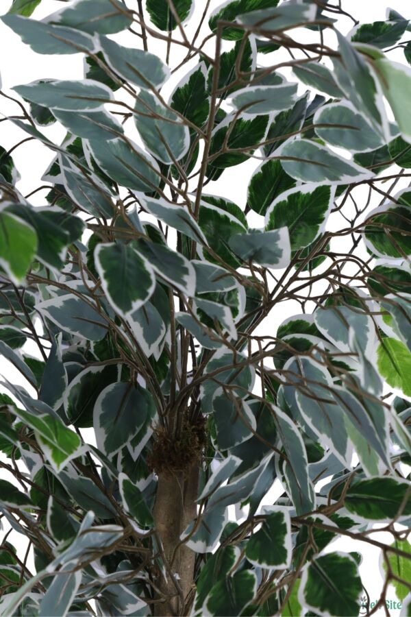 Beyaz Saksıda Yapay Benjamin (Ficus) Ağacı 130 cm Yeşil-Beyaz - 4