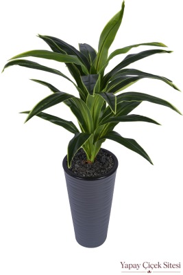 Dalgalı Saksıda Yapay Dracena Ağacı 130 cm - 5