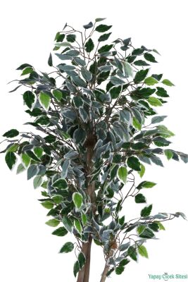 Siyah Saksıda Yapay Benjamin (Ficus) Ağacı 130 cm Yeşil-Beyaz - 3