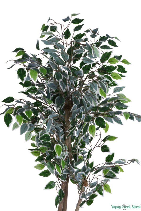 Siyah Saksıda Yapay Benjamin (Ficus) Ağacı 130 cm Yeşil-Beyaz - 3